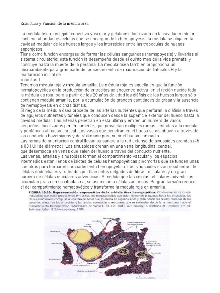 Estructura y Función de La Médula Ósea