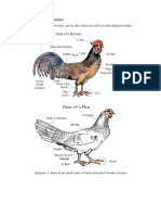 The External Anatomy of Chicken Can Be Described According To The Diagram Below