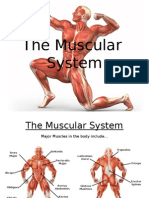 The Musclar System