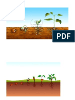 Crecimiento de plantas