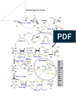 Glycolysis