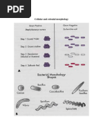 Appendix Morphology