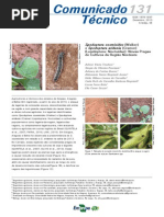 spodoptera cosmioides