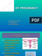 Stages of Pregnancy