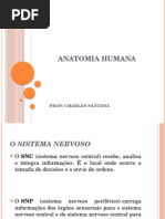 Anatomia Do SNC