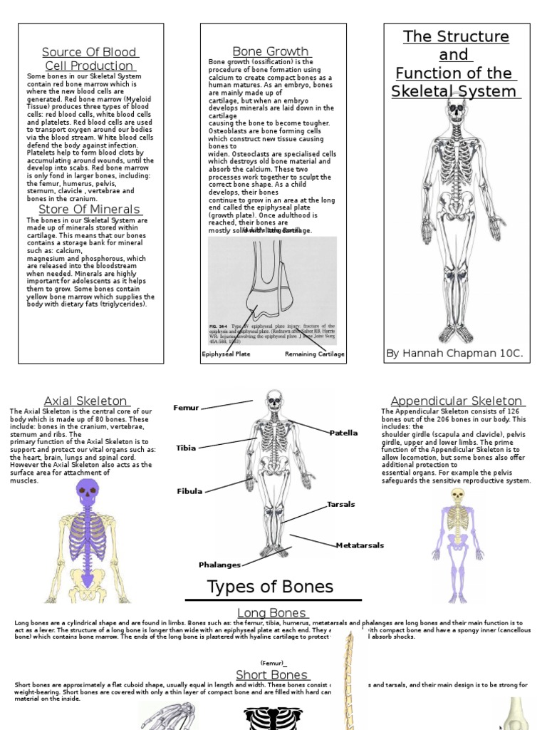 structure and function of a skeletal system | Skeleton | Bone