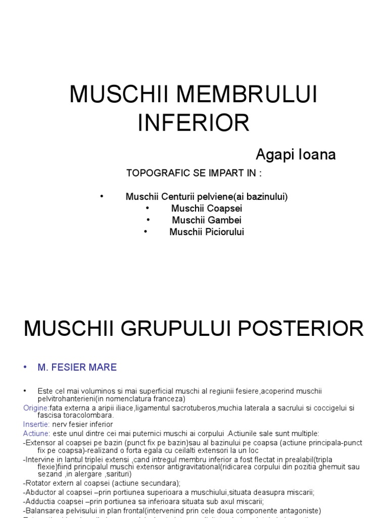 Muschii Membrului Inferior | PDF