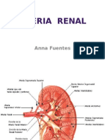 Expo de Arteria Renal