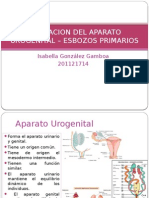 Formacion Del Aparato Urogenital _ Esbozos Primarios (1)
