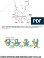 10 Topoisomerase