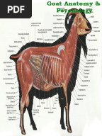 Goat Anatomy