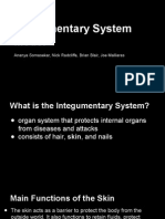 integumentary system model presentation