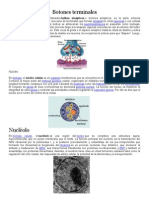 Botones Terminales