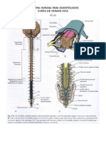 Atlas - Meninges, Vascularización y LCR