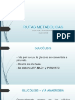 Rutas Metabólicas