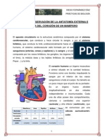 Práctica: Observación y Disección de Corazón de Mamífero