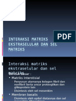 Interaksi Matriks Ekstraseluler Dan Sel Matriks