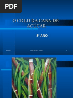 O ciclo da cana de Açúcar 120513211550 Phpapp01