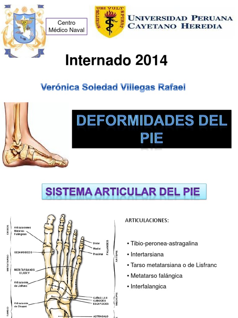 Articulaciones y estructuras del pie | PDF | Pie | Anatomía del miembro ...