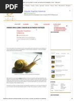 Cuidados Com as Lesmas e Caracóis Que Destroem as Plantações _ Flores - Cultura Mix