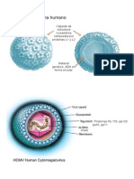 Modelo Virus