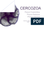 Cercozoa: Phylum Foraminifera Phylum Radiozoa Phylum Heliozoa