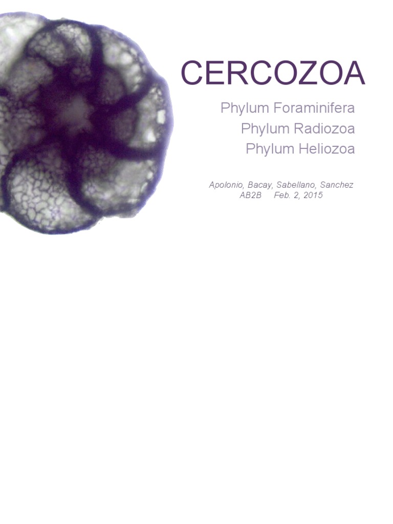 Cercozoa Phylum Foraminifera Phylum Radiozoa Phylum Heliozoa PDF