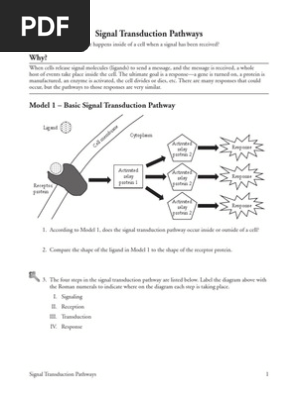 Signal Transduction Pathways Pogil Signal Transduction Biochemical Cascade