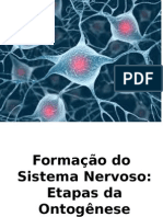 Bases Neuropsicológicas do SNC aula 2 Lu.pptx