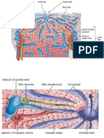 Bilirubina Si Pancreasul