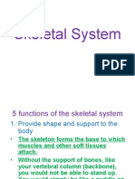 Skeletal System PP