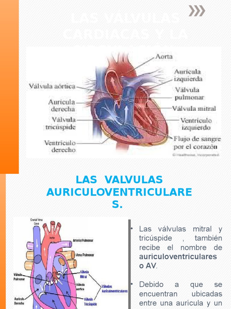 LAS VÁLVULAS CARDIACAS Y LA CIRCULACIÓN
