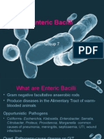 Enteric Bacilli