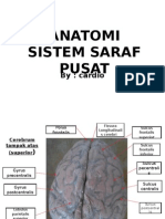 Anatomi Sistem Saraf