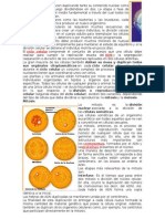 sandra mitosis.docx