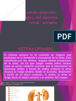 recuerdo anatomo fisilogico del sistema urinario