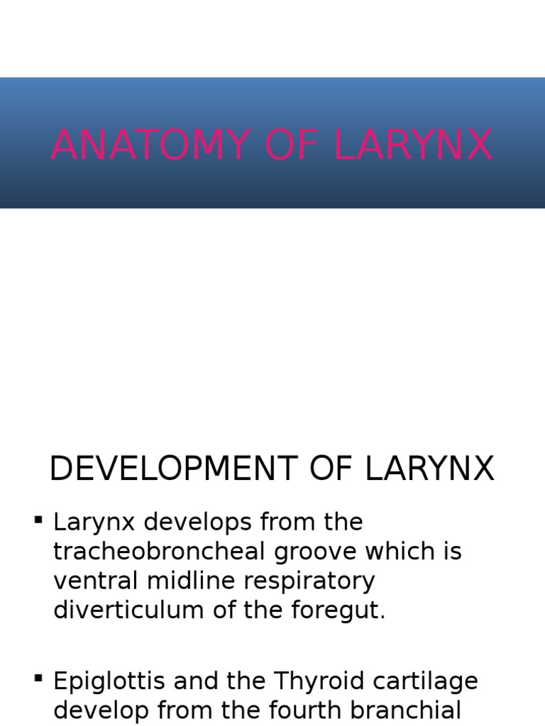 Anatomy of Larynx | PDF | Larynx | Human Anatomy