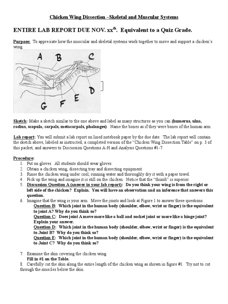 Chicken Wing Lab Tissue (Biology) Adipose Tissue