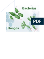 Bacterias y Hongos