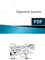 14 - Digestive System Complete