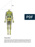 Anatomi Kerangka Manusia
