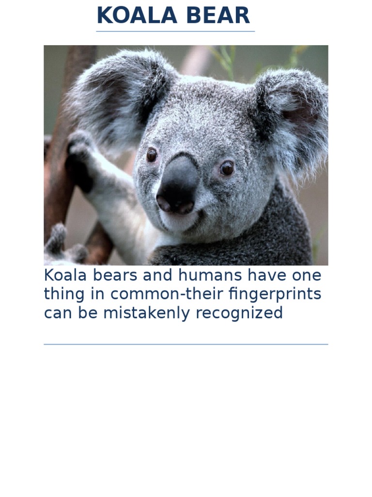 The Surprising Fingerprint Similarity Between Koalas and Humans How