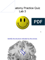 Neuroanatomy Quiz 3
