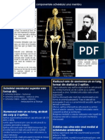 3 Scheletul Membrului Superior