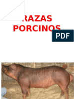 RAZAS PORCINOS