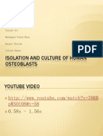 Human Osteoblasts