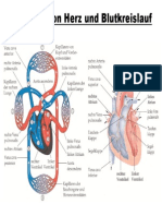 Herz Und Blutkreislauf