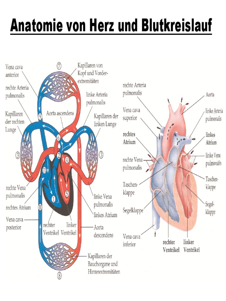Herz Und Blutkreislauf Pdf