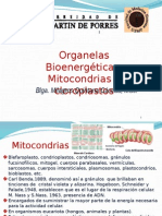 Mitocondrias y Cloroplastos