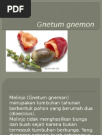 Download Gnetum gnemon by Noorma Paramitha SN258132675 doc pdf